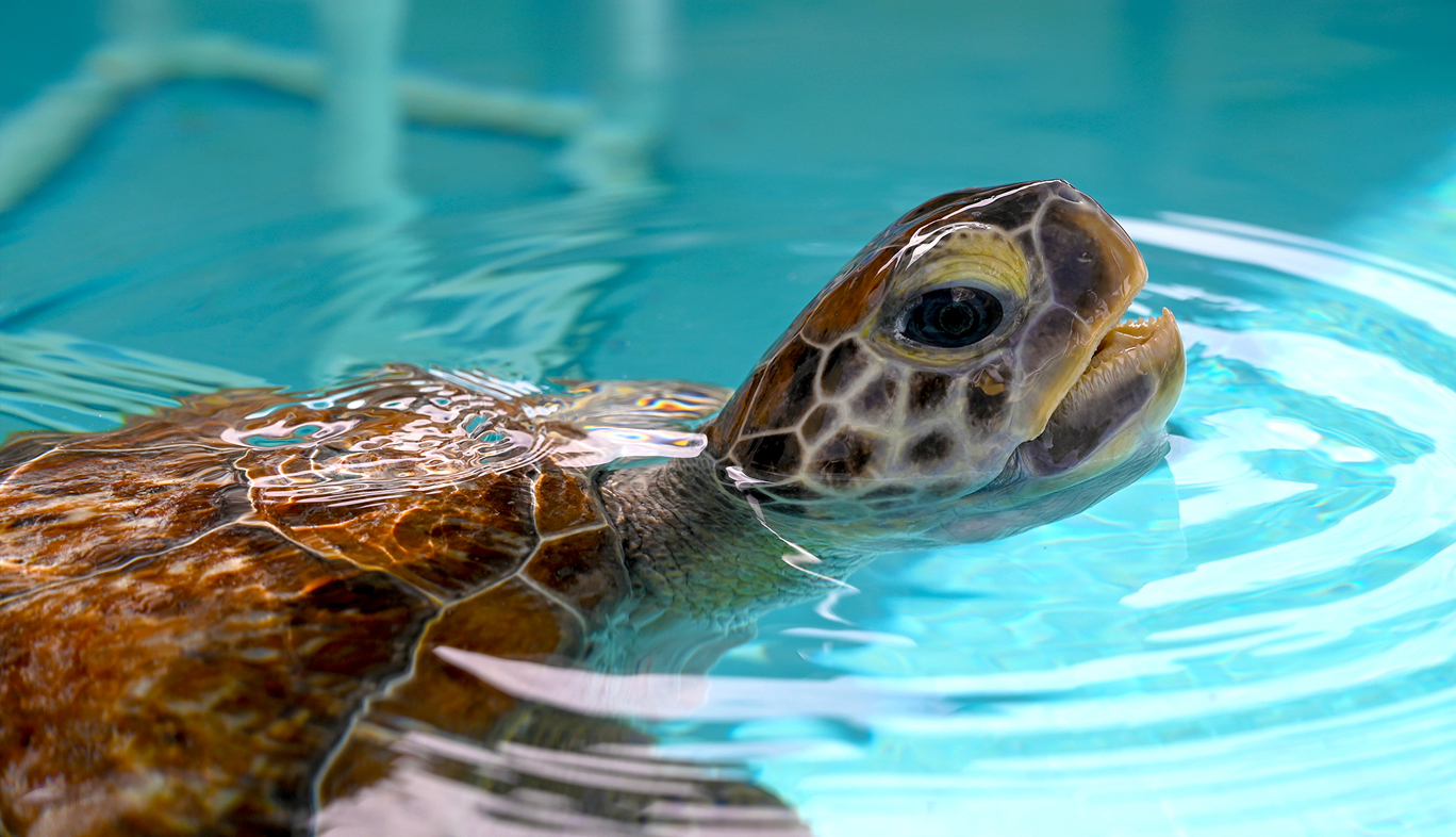 Captain Hook the Sea Turtle