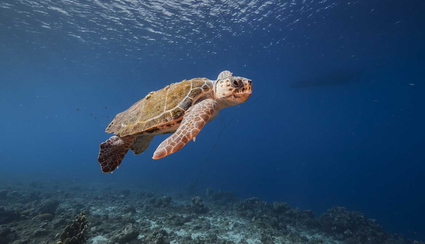 A loggerhead turtle swimming in the ocean